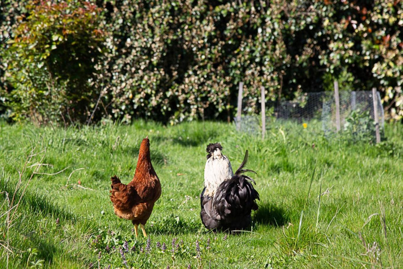 La Dorepontaise Roulotte * Pondaurat